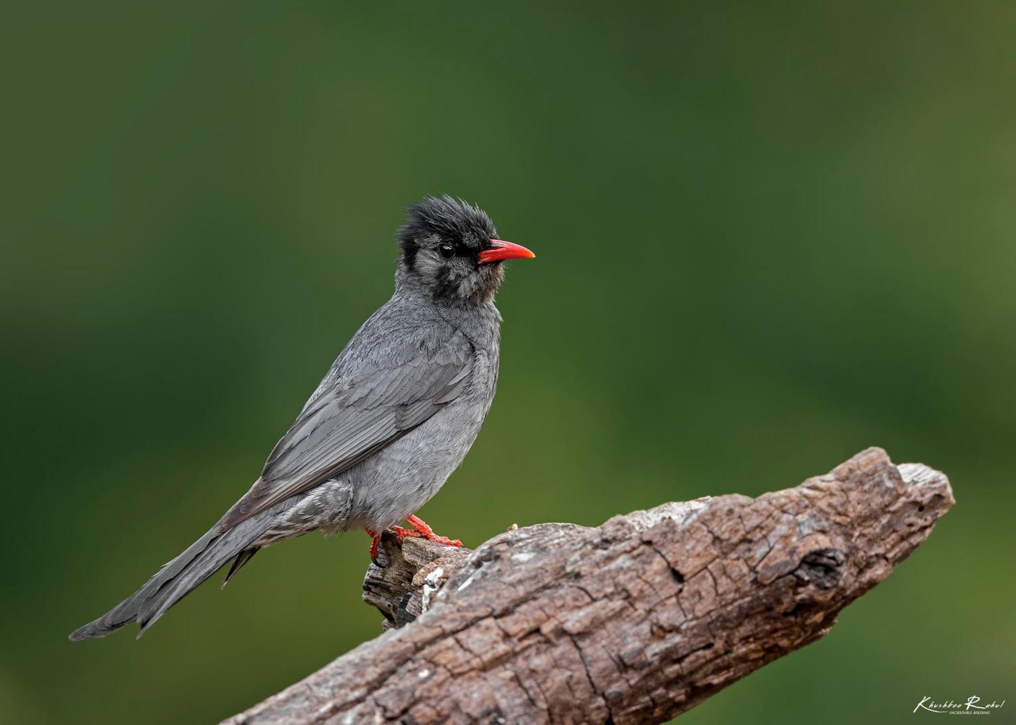 Incredible Birding Camp Apartment Bhimtal Luaran gambar