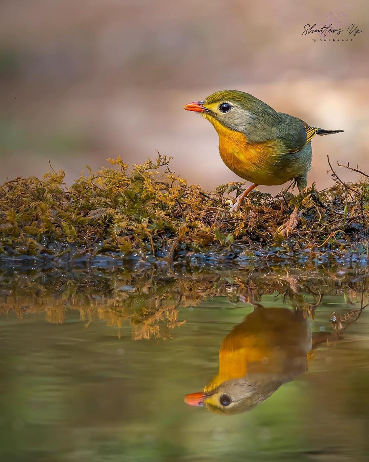 Incredible Birding Camp Apartment Bhimtal Luaran gambar