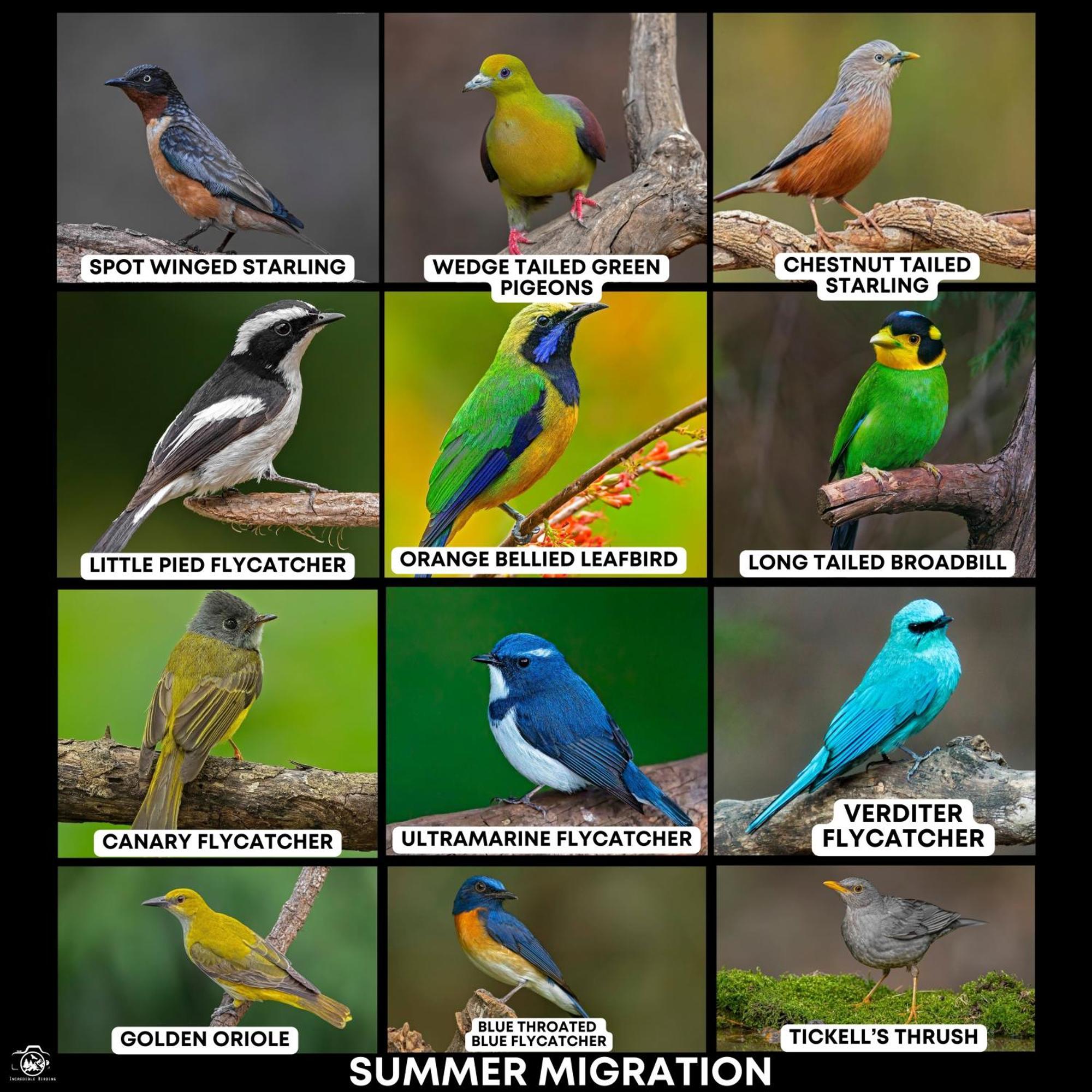 Incredible Birding Camp Apartment Bhimtal Luaran gambar