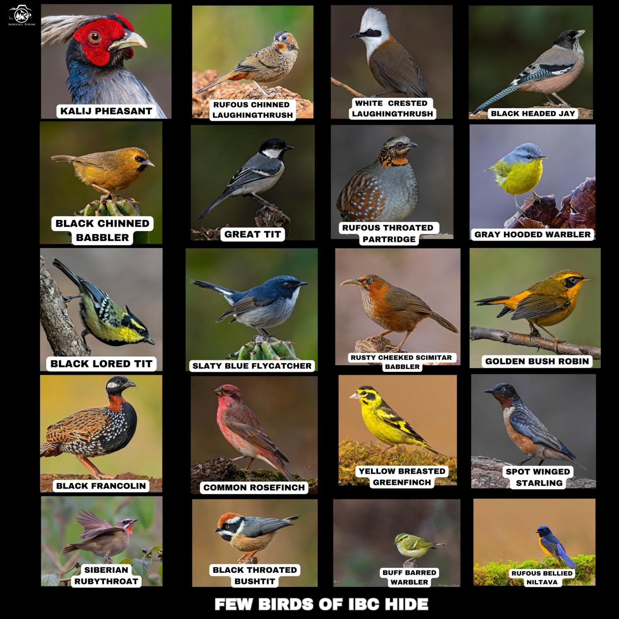 Incredible Birding Camp Apartment Bhimtal Luaran gambar